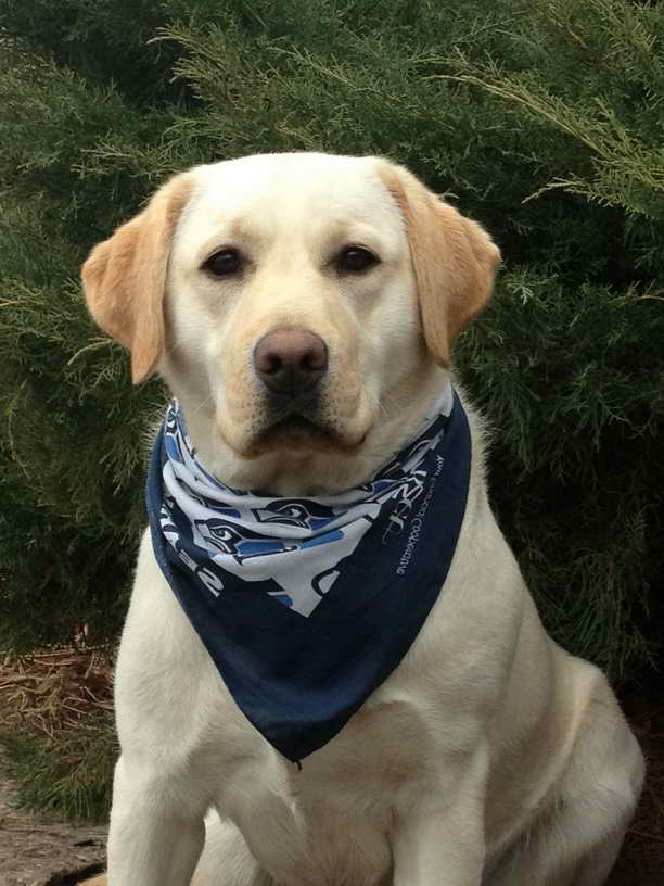 Labrador Breeders Wa