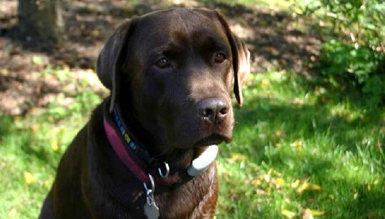 Labrador Breeders Washington State