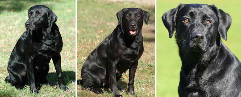 Labrador Breeders Washington