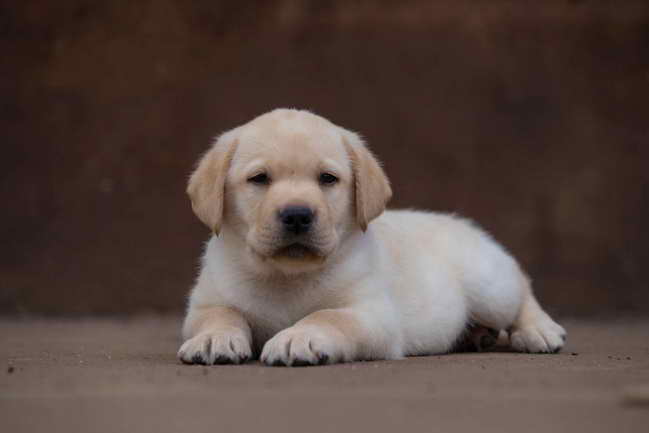 Labrador Breeders