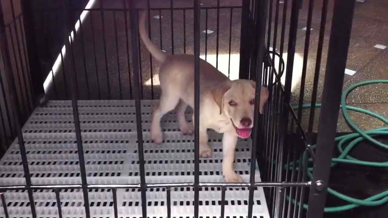 Labrador Cage