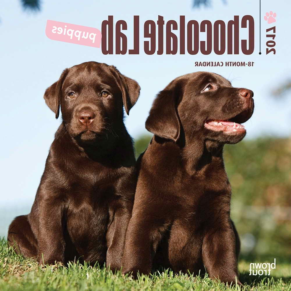 Labrador Calendar