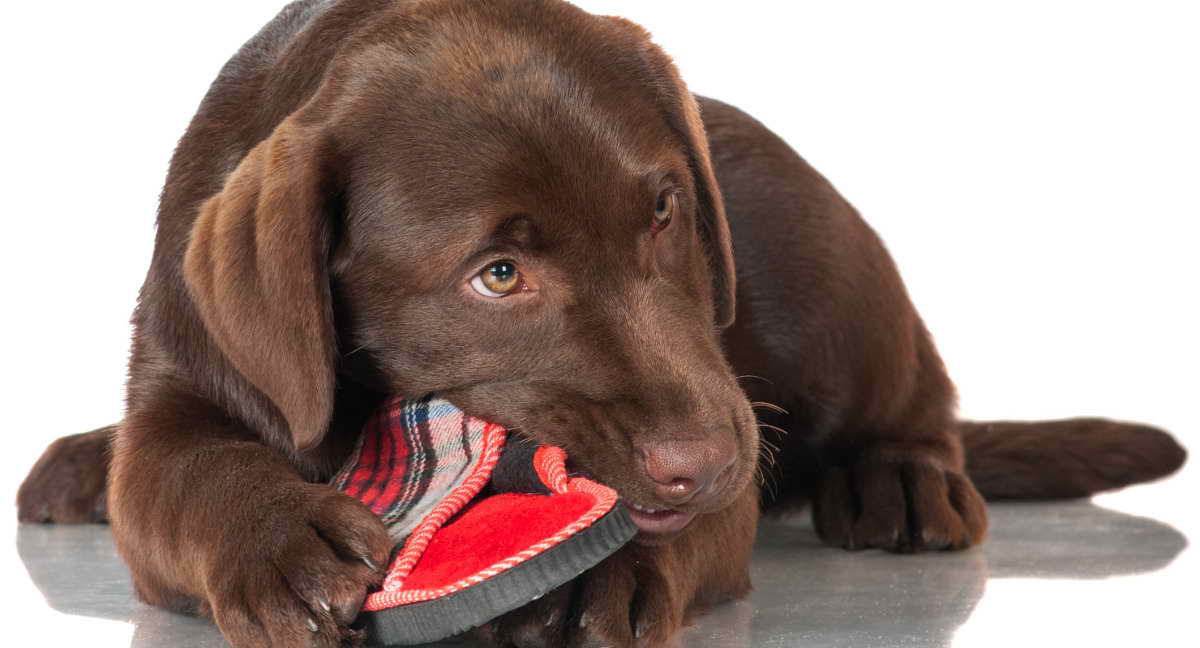 Labrador Chew Toys