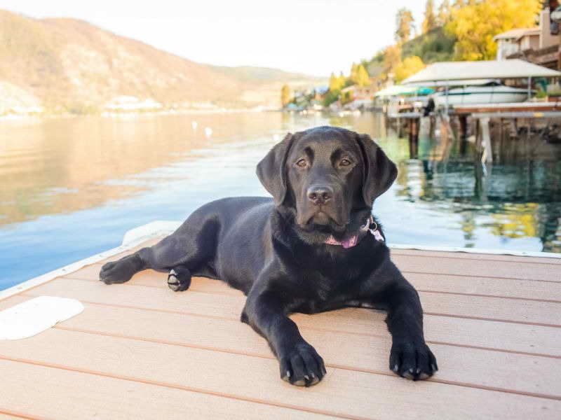 Labrador Club Of America