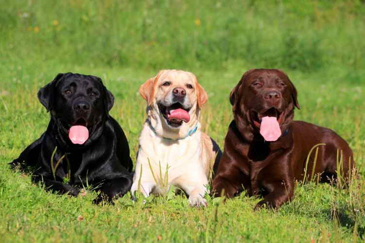 Labrador Coat Type