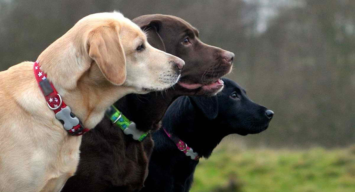 Labrador Collars