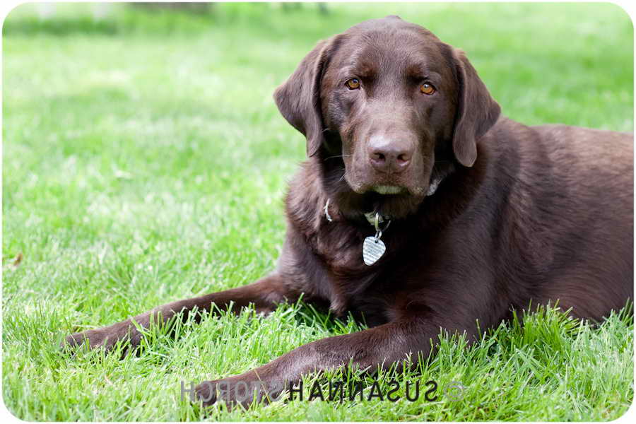 Labrador Colorado