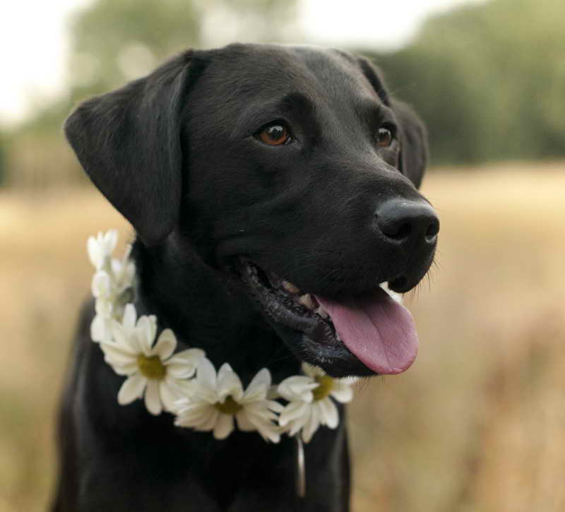 Labrador Companion