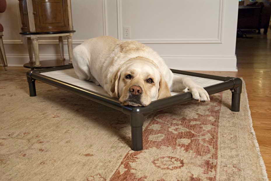 Labrador Dog Beds