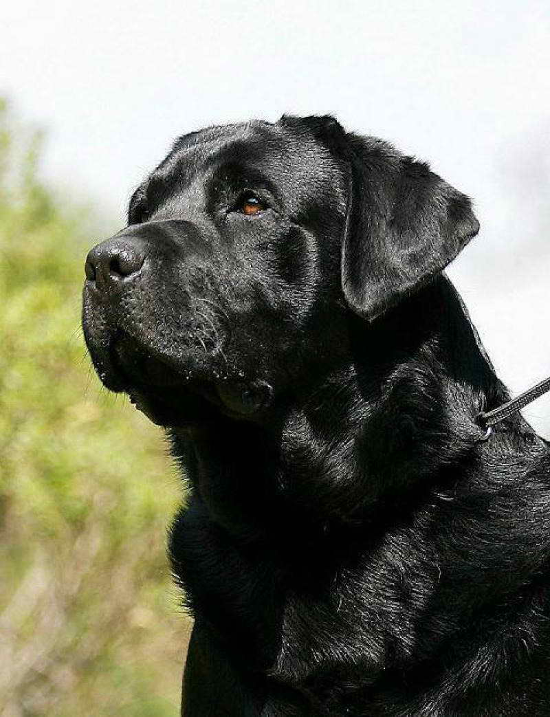 Labrador Dog Black Puppy Price