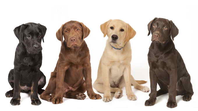 Labrador Dog Breeder