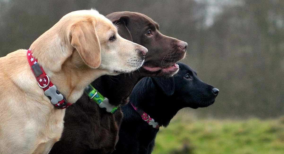 Labrador Dog Collars