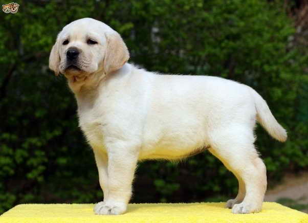 Labrador Dog Cost