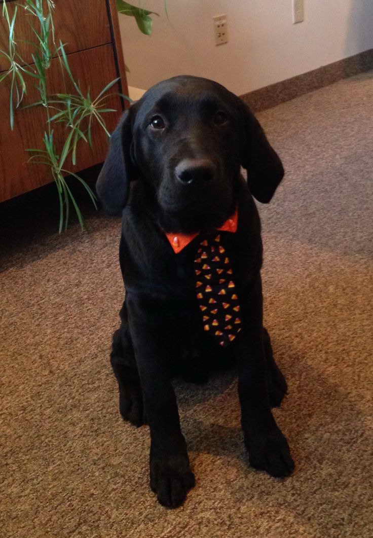 Labrador Dog Costumes