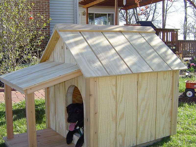 Labrador Dog House