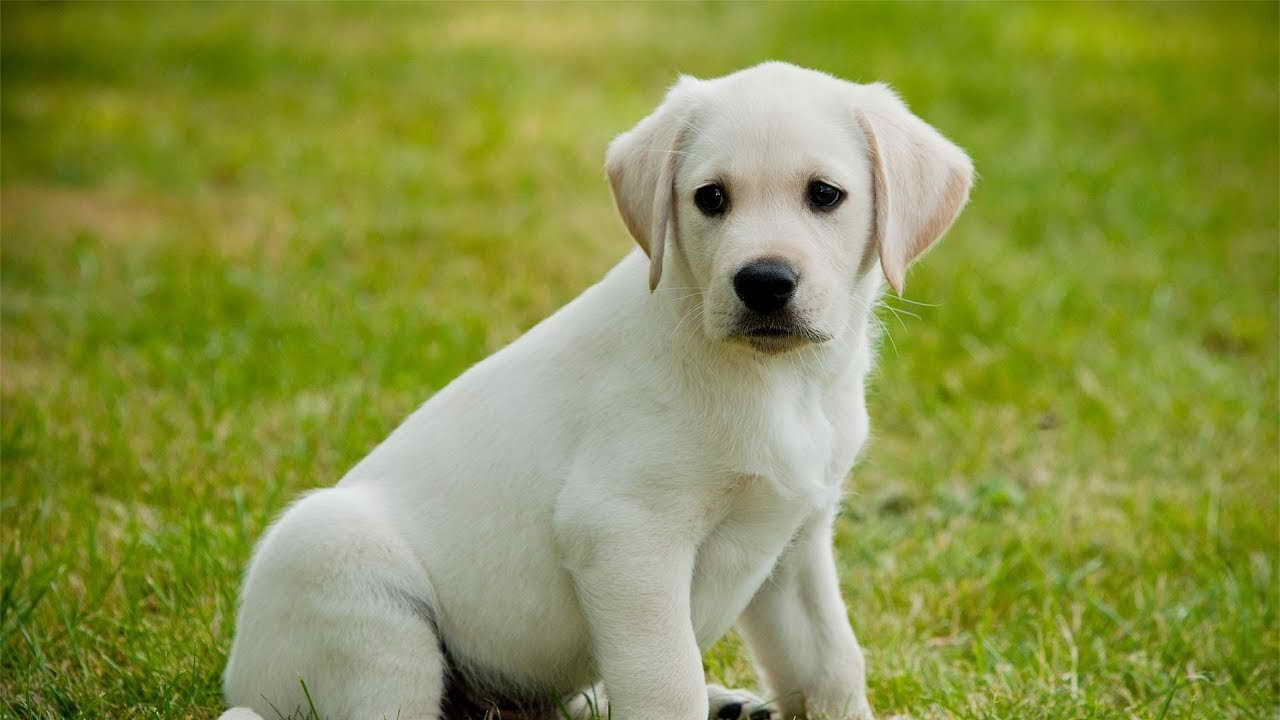 Labrador Dog Puppy