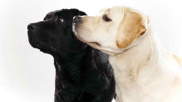 Labrador Dogs 101