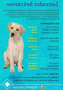 Labrador Dogs Characteristics