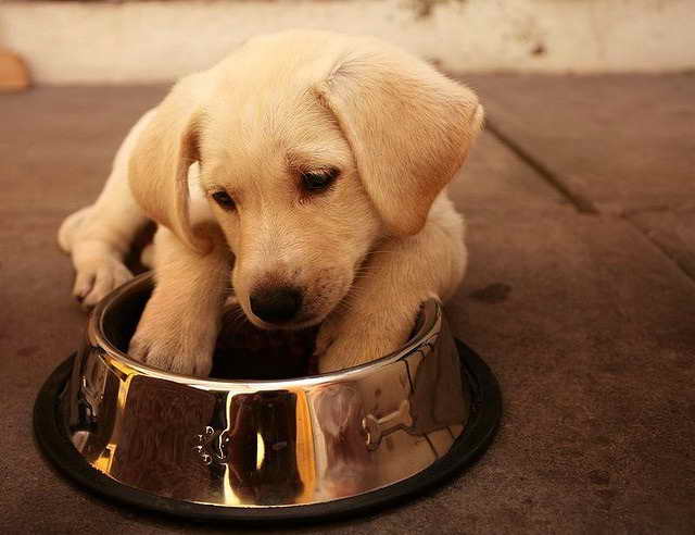 Labrador Dogs Foods