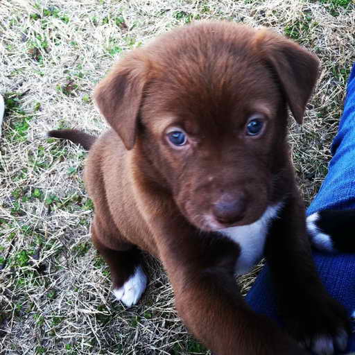 Labrador Dogs For Sale Near Me