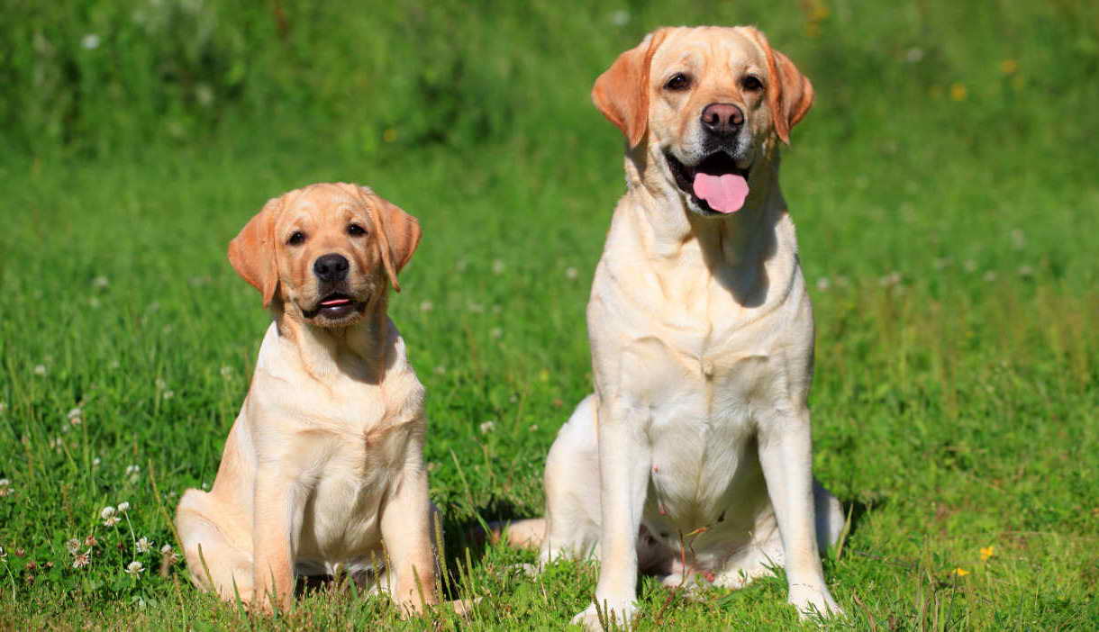 Labrador Dogs Training