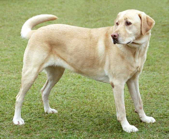 Labrador Dogs