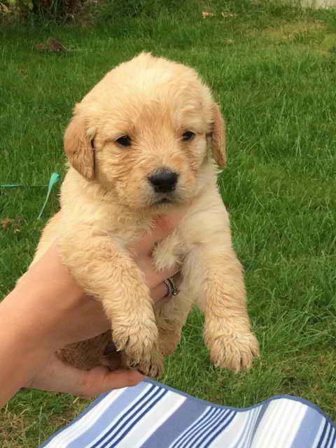 Labrador Doodle Puppies For Sale