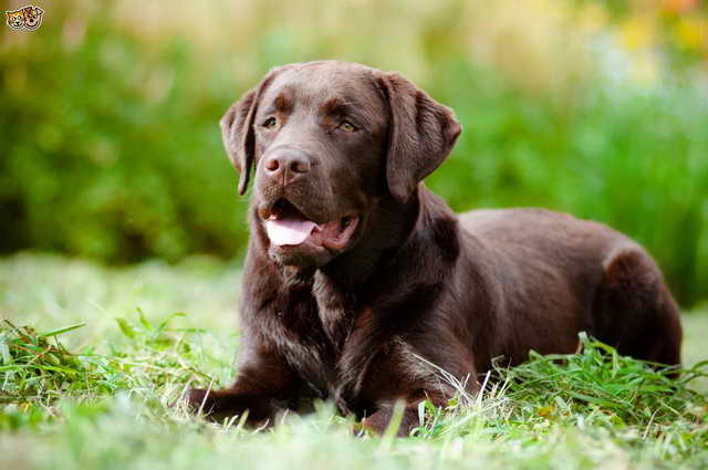 Labrador Dry Skin Remedy