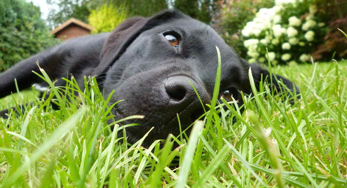 Labrador Dry Skin