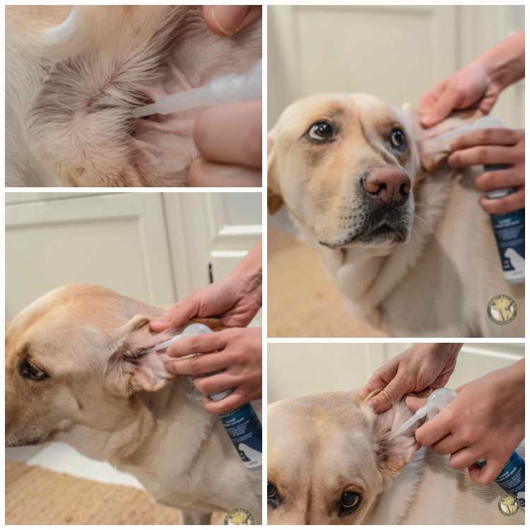 Labrador Ear Cleaning PETSIDI