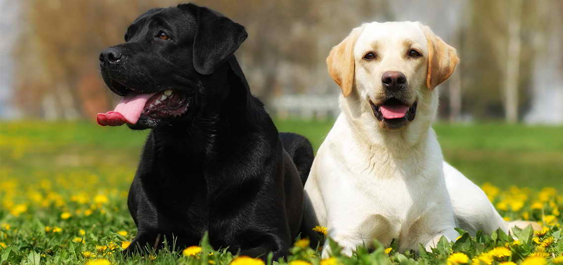 Labrador Facts