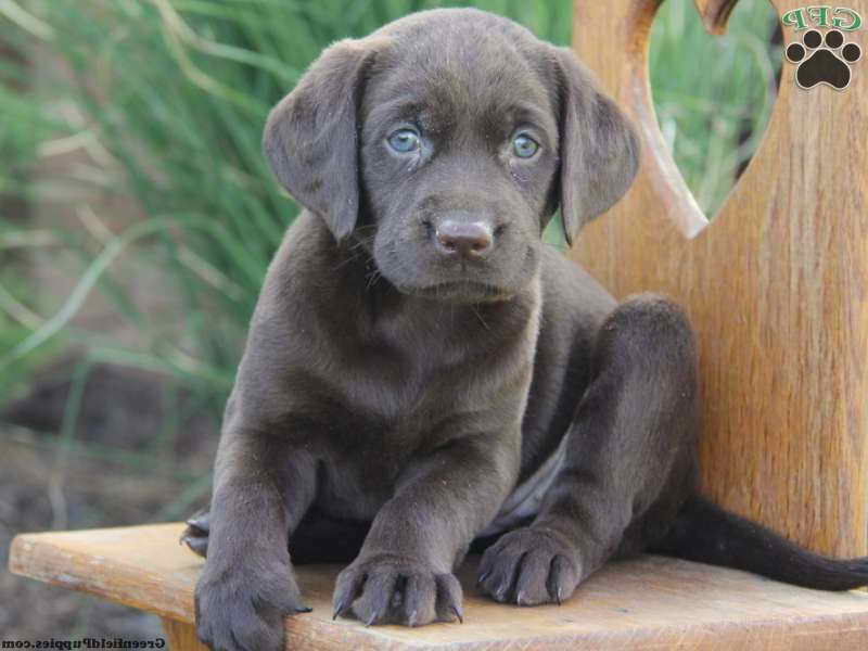 Labrador For Sale In Pa