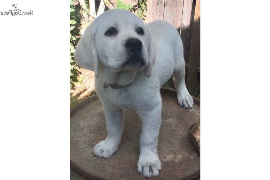 Labrador For Sale Sacramento