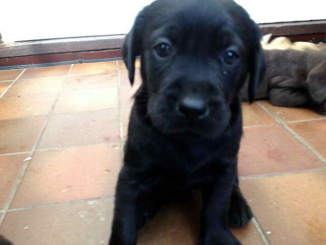 Labrador For Sell