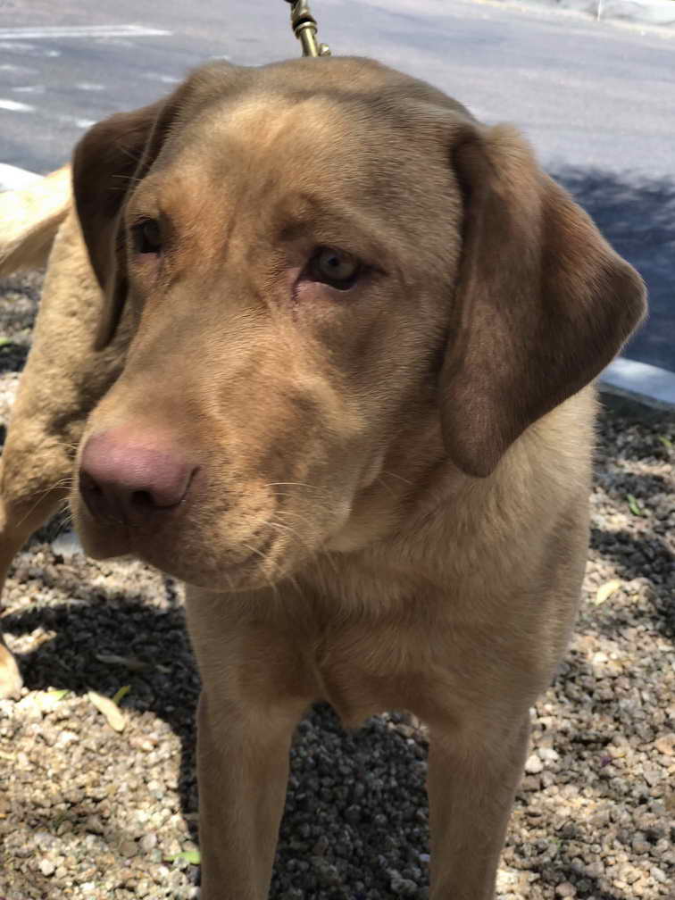 Labrador Friends Of Arizona