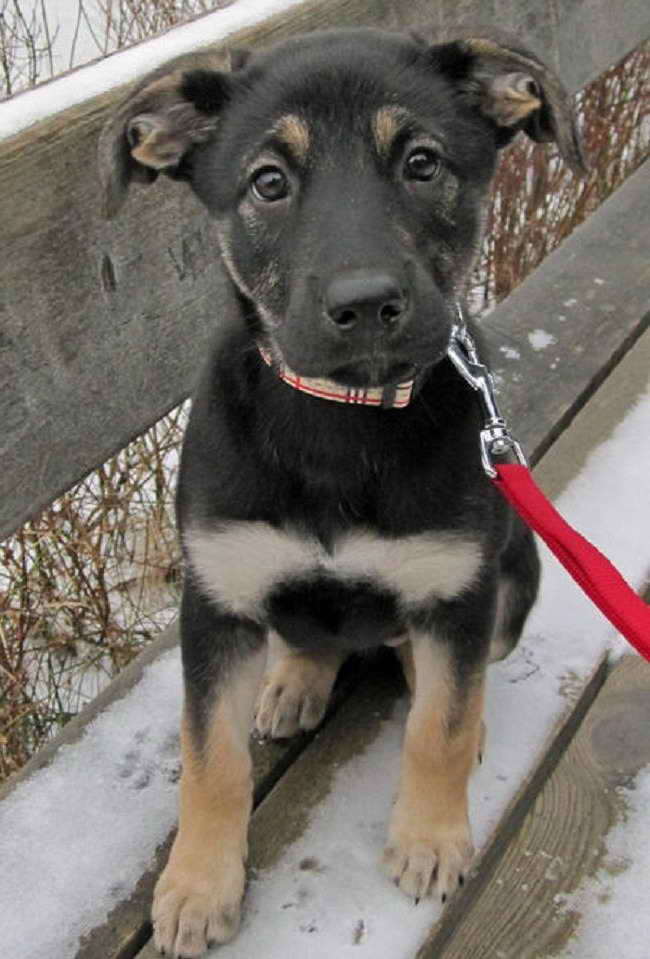 Labrador German Shepherd Mix Puppies For Sale