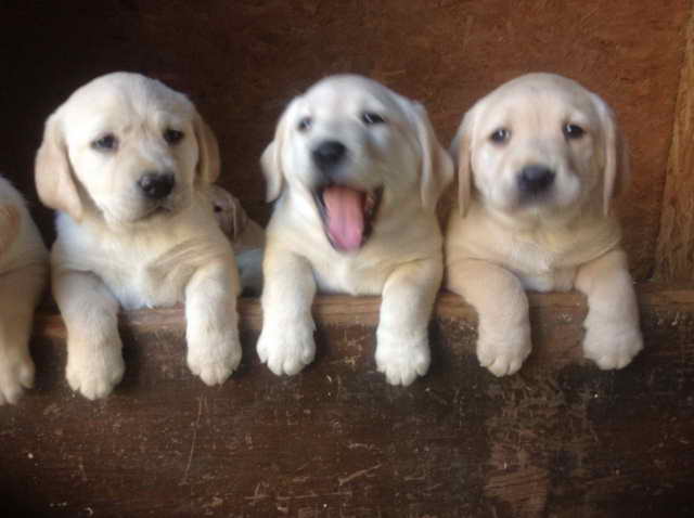 Labrador Golden Retriever For Sale