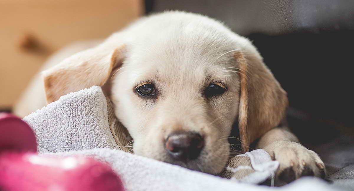 Labrador Golden Retriever Mix Puppy