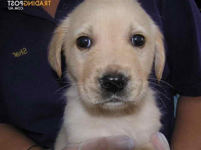Labrador Golden Retriever Puppies For Sale