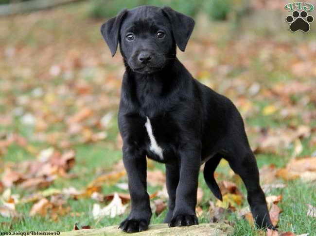Labrador Great Dane Mix Puppies For Sale