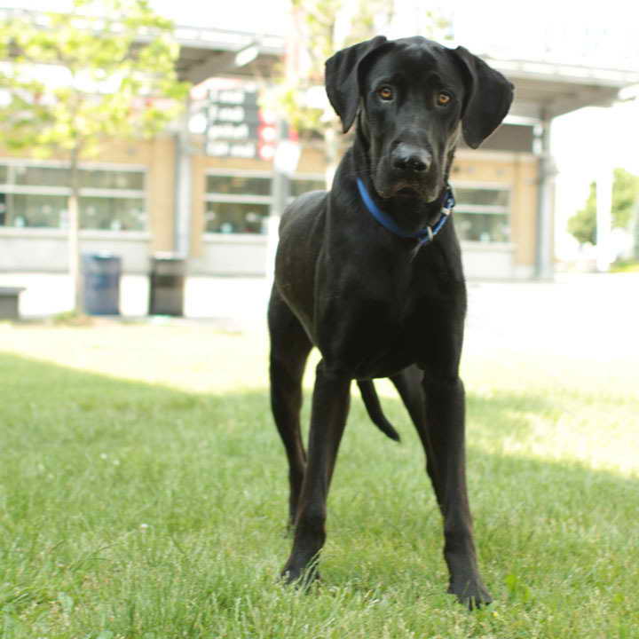 Labrador Great Dane Mix