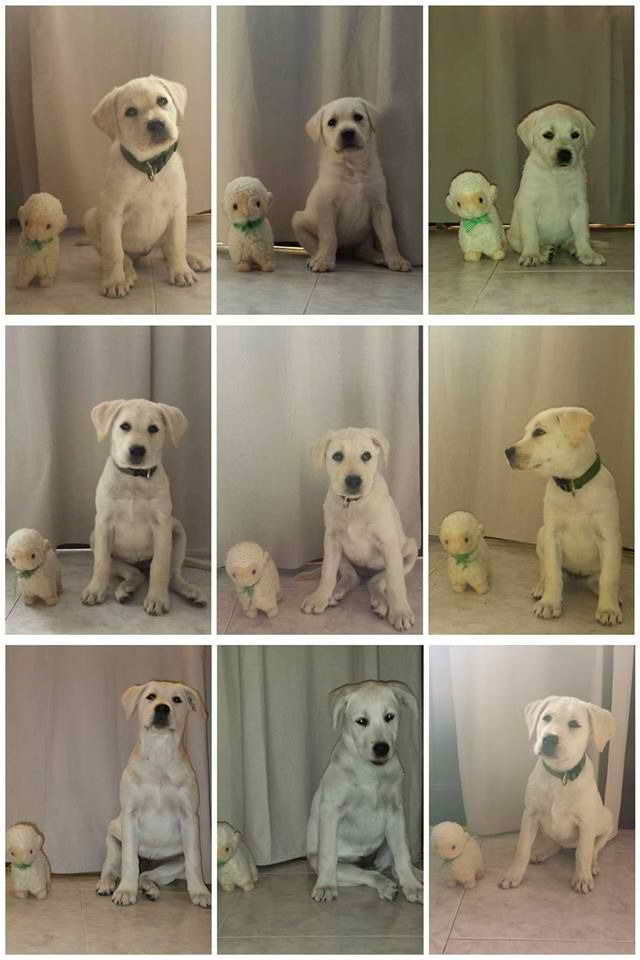 lab puppy growth stages