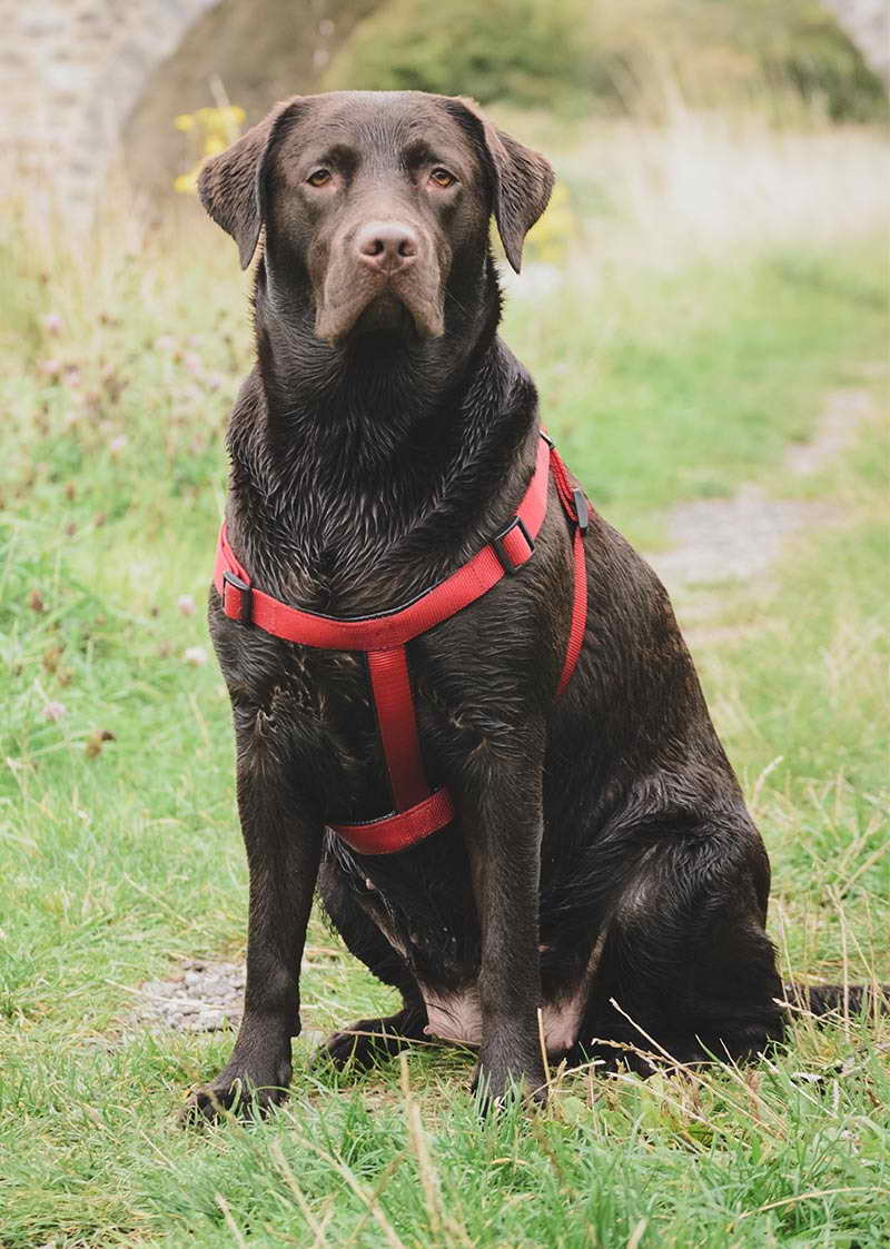 Labrador Harness