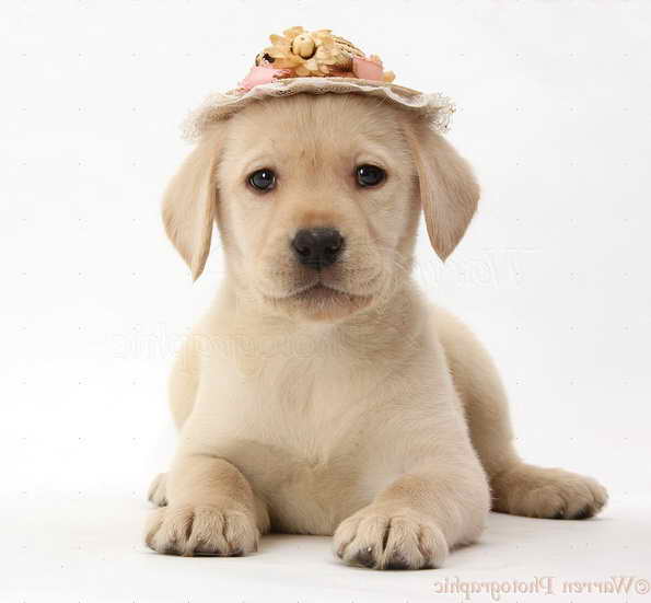 Labrador Hat