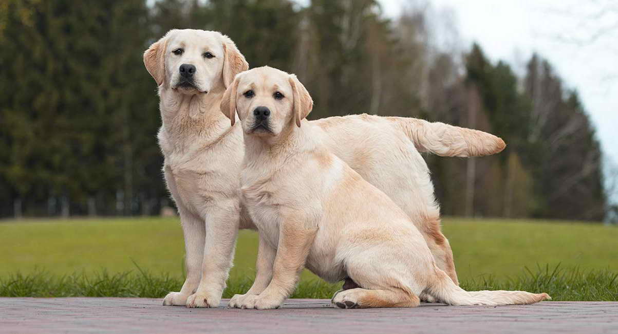 Labrador Heat