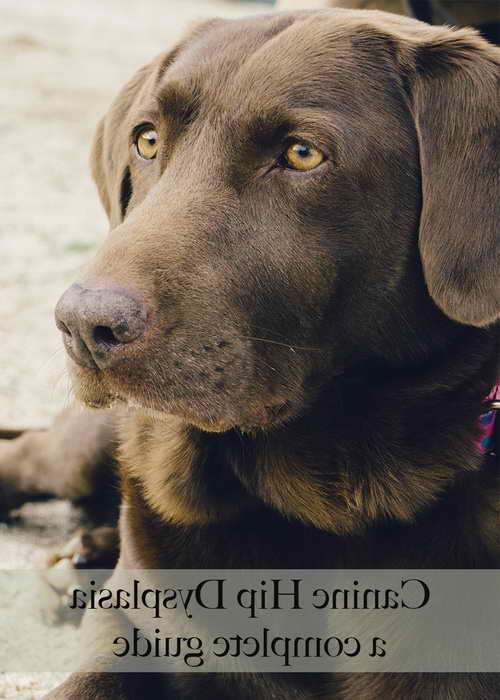 Labrador Hip Dysplasia Home Remedy