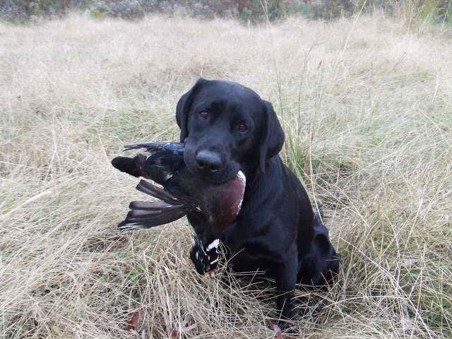 Labrador Hunting Dog