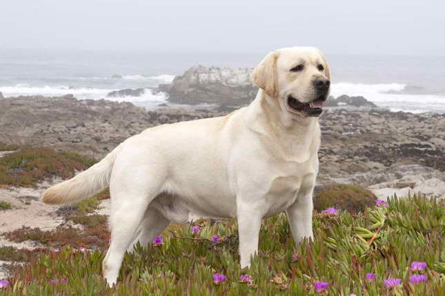 Labrador Hunting Dogs For Sale