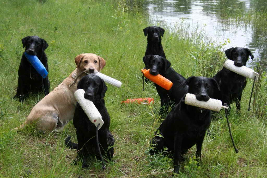 Labrador Hunting Training