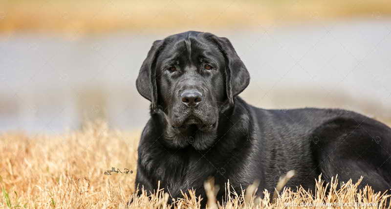 Labrador Kennels In Texas